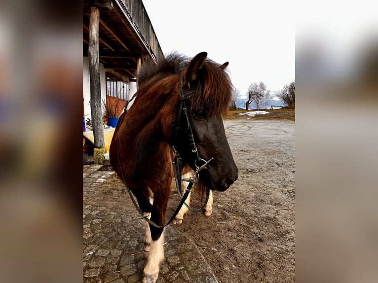 Islandpferd Stute 15 Jahre 133 cm Schecke in Bad Zell