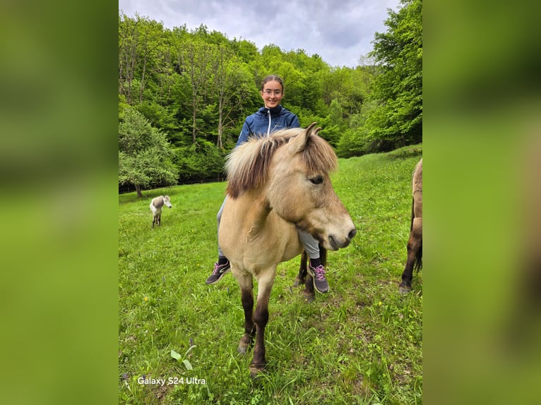 Islandpferd Stute 15 Jahre 134 cm Falbe in Moosch