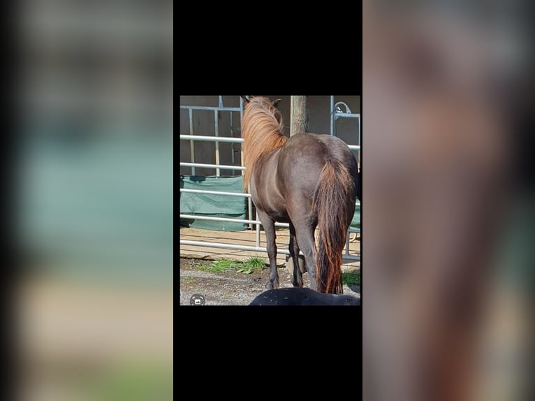 Islandpferd Stute 15 Jahre 134 cm Schwarzbrauner in H&#xFC;mmel