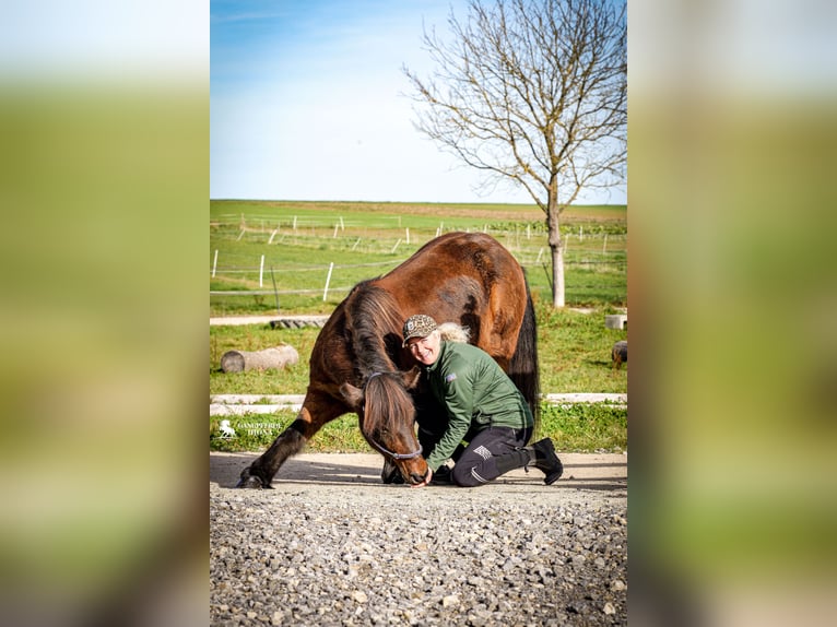 Islandpferd Stute 15 Jahre 135 cm Brauner in Aichtal