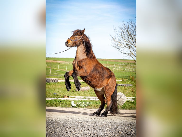 Islandpferd Stute 15 Jahre 135 cm Brauner in Aichtal