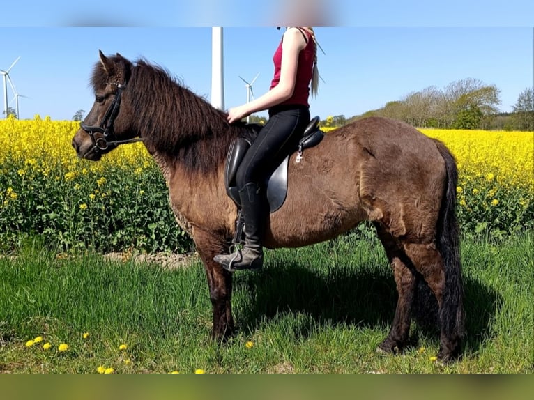 Islandpferd Stute 15 Jahre 135 cm Rappe in Nordholz