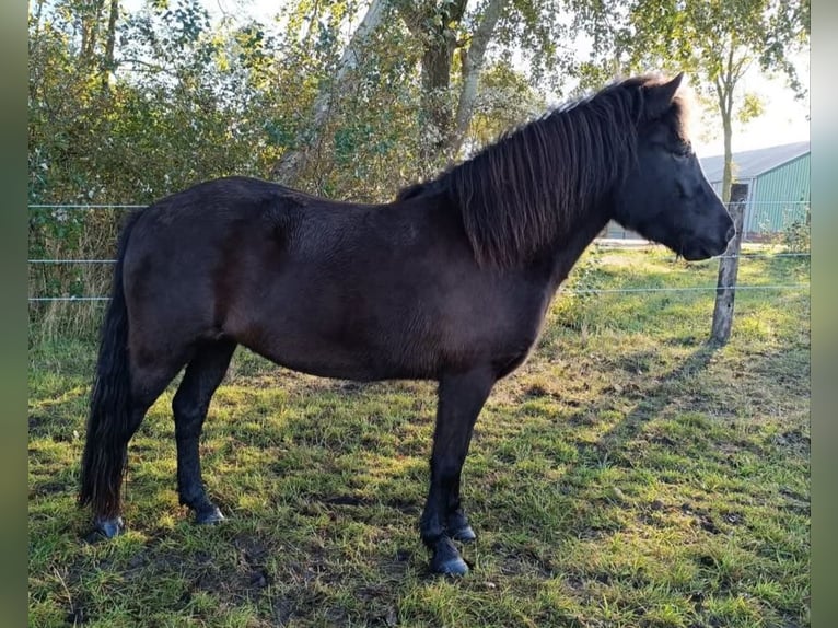 Islandpferd Stute 15 Jahre 135 cm Rappe in Nordholz
