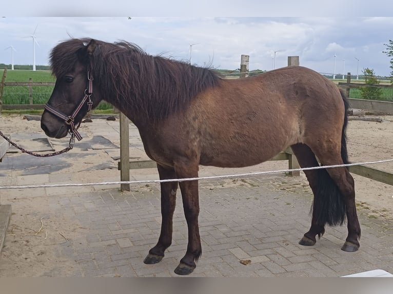 Islandpferd Stute 15 Jahre 135 cm Rappe in Nordholz