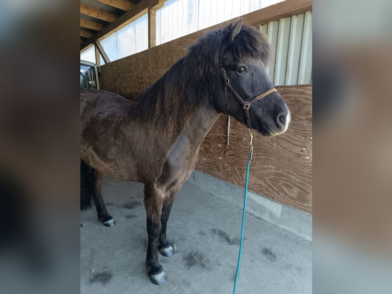 Islandpferd Stute 15 Jahre 135 cm Rappe in Nordholz