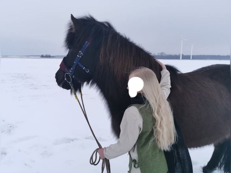 Islandpferd Stute 15 Jahre 135 cm Rappe in Nordholz