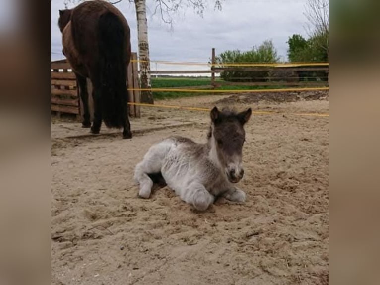 Islandpferd Stute 15 Jahre 135 cm Rappe in Nordholz