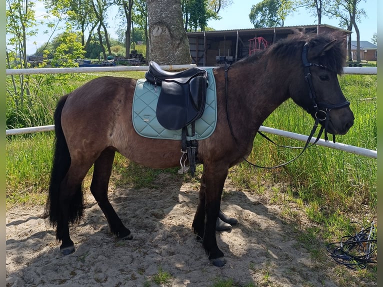 Islandpferd Stute 15 Jahre 135 cm Rappe in Nordholz