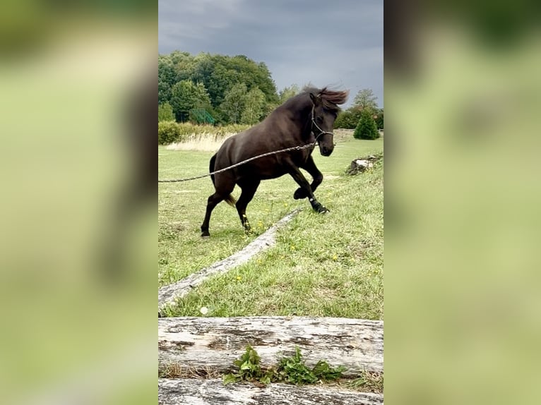 Islandpferd Stute 15 Jahre 135 cm Schwarzbrauner in Neustadt am Rübenberge