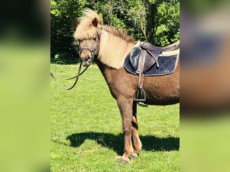 Islandpferd Stute 15 Jahre 137 cm Fuchs in Borod