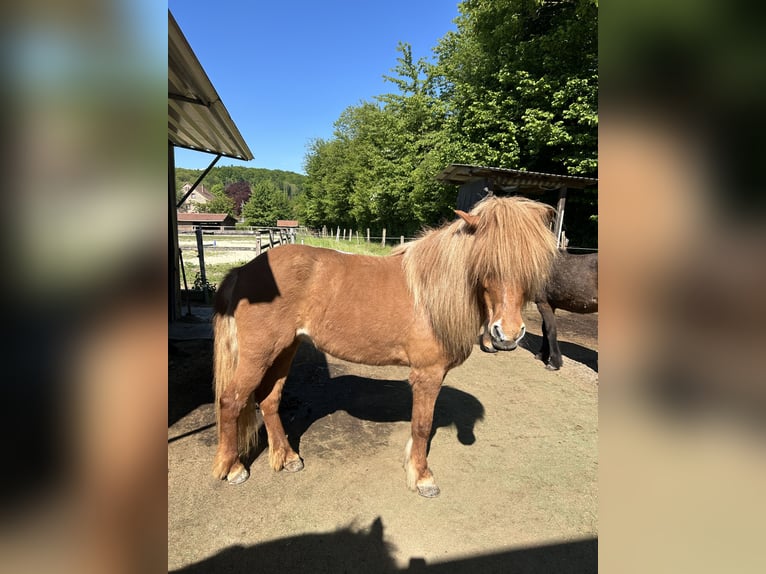 Islandpferd Stute 15 Jahre 137 cm Fuchs in Borgholzhausen