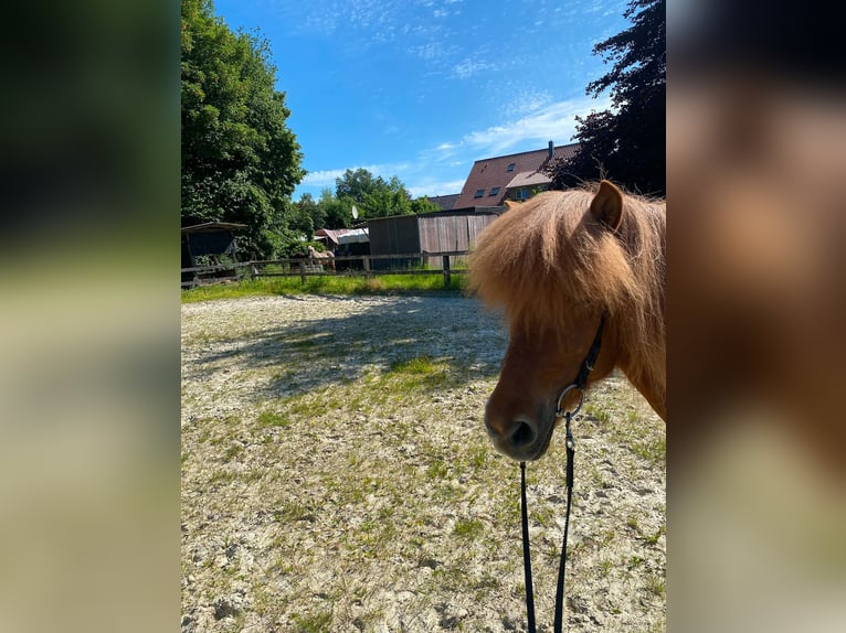 Islandpferd Stute 15 Jahre 137 cm Fuchs in Borgholzhausen