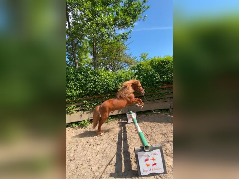 Islandpferd Stute 15 Jahre 137 cm Fuchs in Borgholzhausen