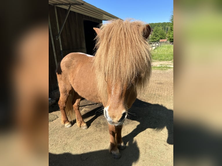 Islandpferd Stute 15 Jahre 137 cm Fuchs in Borgholzhausen