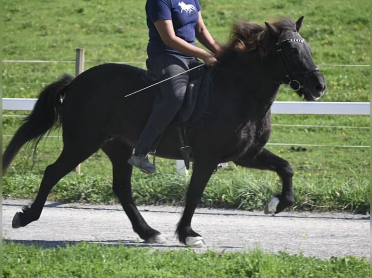 Islandpferd Stute 15 Jahre 138 cm Rappe in Fronreute