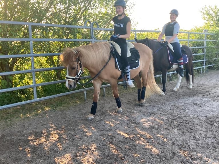 Islandpferd Stute 15 Jahre 138 cm Schecke in Kandel