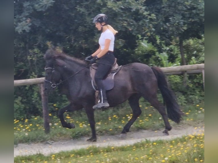 Islandpferd Stute 15 Jahre 139 cm Rappe in Lilienthal