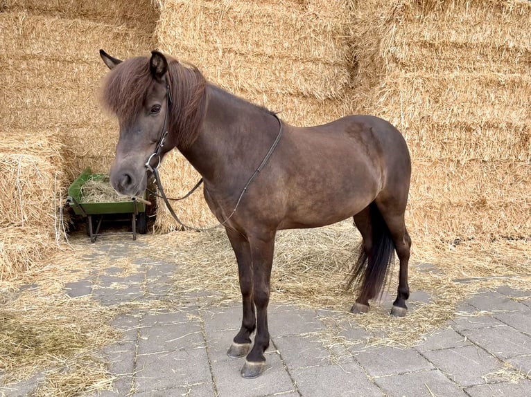 Islandpferd Stute 15 Jahre 139 cm Rappe in Kelberg
