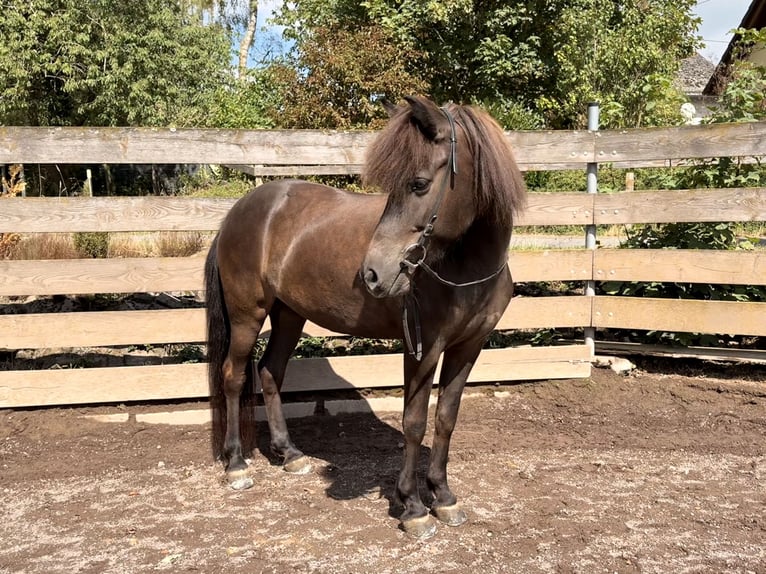 Islandpferd Stute 15 Jahre 139 cm Rappe in Kelberg