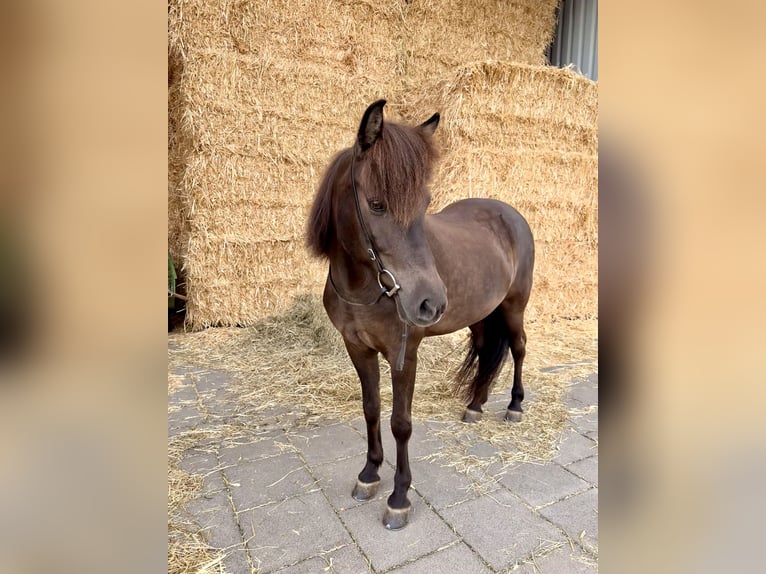 Islandpferd Stute 15 Jahre 139 cm Rappe in Kelberg