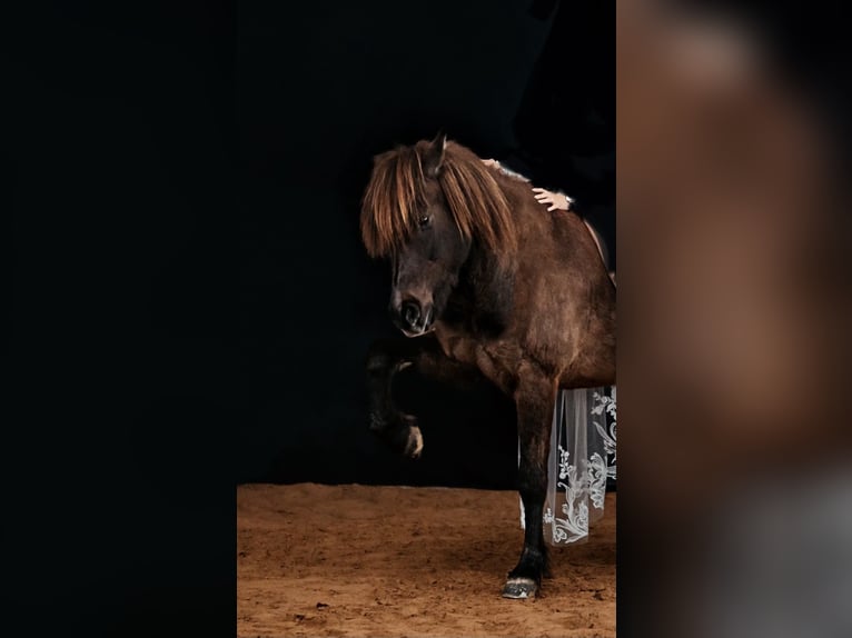 Islandpferd Stute 15 Jahre 139 cm Rappe in Kelberg