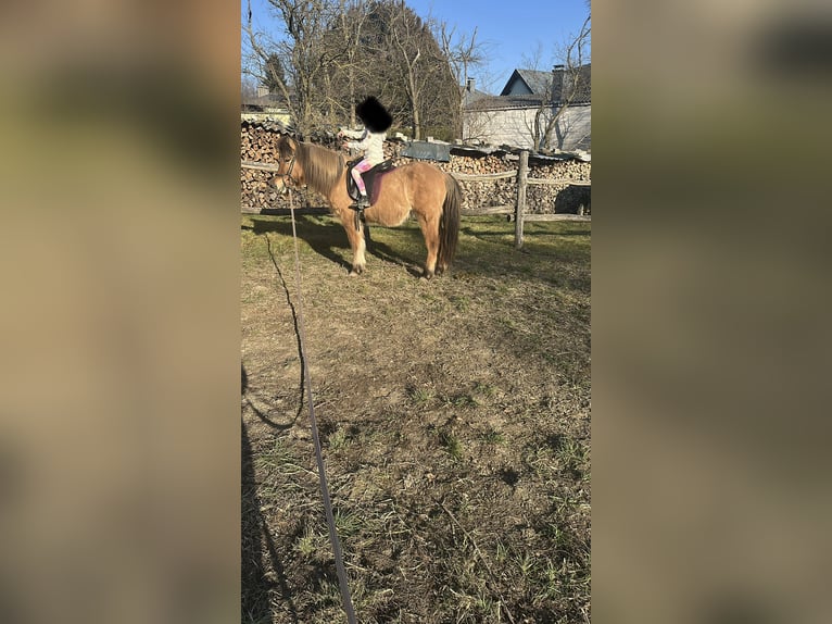 Islandpferd Stute 15 Jahre 140 cm Brauner in Breitenfurt bei Wien