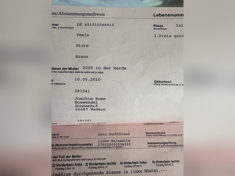 Islandpferd Stute 15 Jahre 140 cm Brauner in Wadern