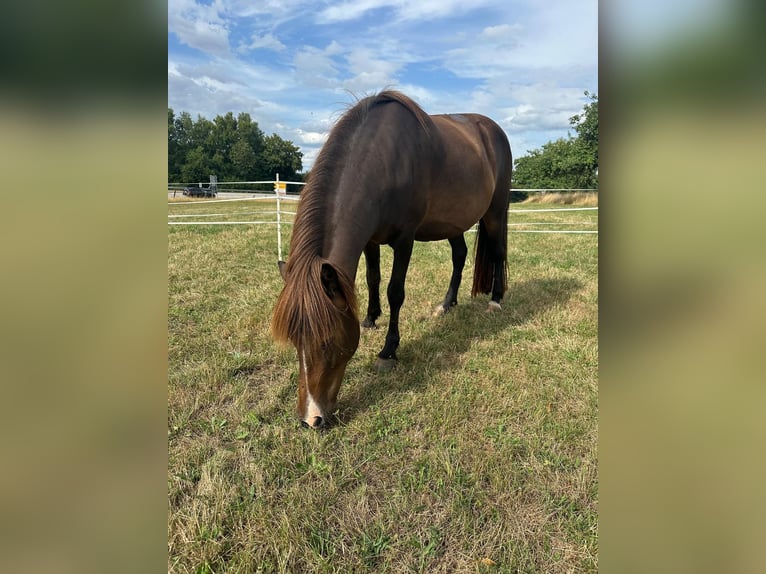 Islandpferd Stute 15 Jahre 140 cm Brauner in Wadern