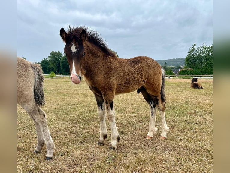 Islandpferd Stute 15 Jahre 140 cm Brauner in Wadern