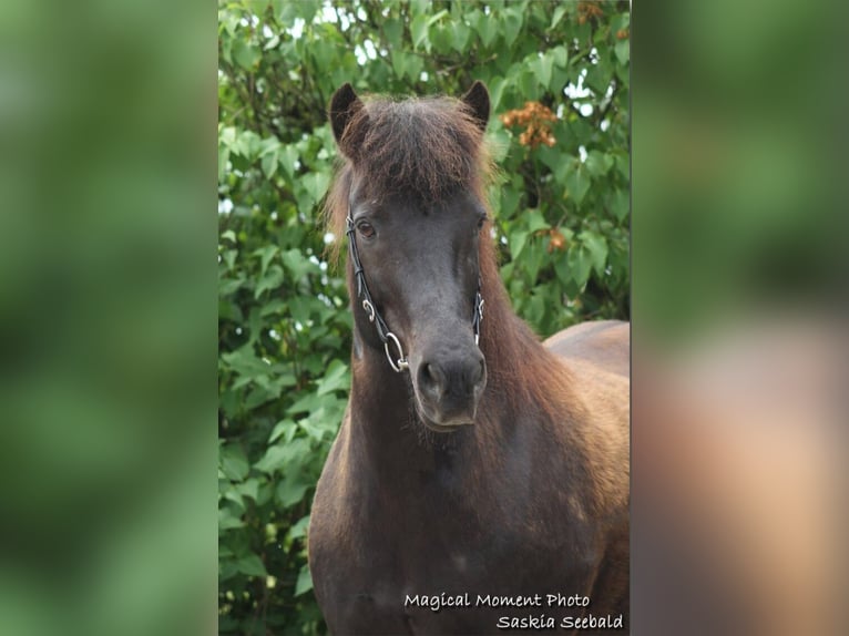 Islandpferd Stute 15 Jahre 140 cm Rappe in Sankt Wendel