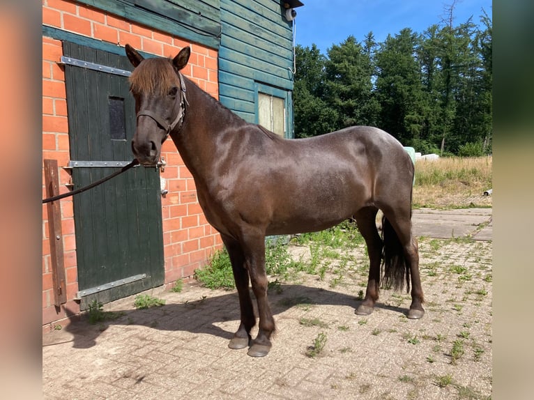 Islandpferd Stute 15 Jahre 140 cm Roan-Blue in Leuvenheim