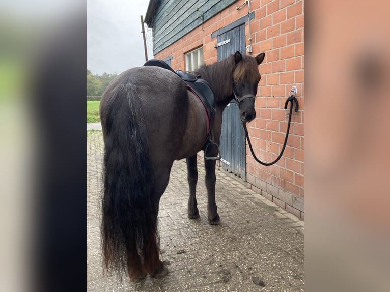 Islandpferd Stute 15 Jahre 140 cm Roan-Blue in Leuvenheim