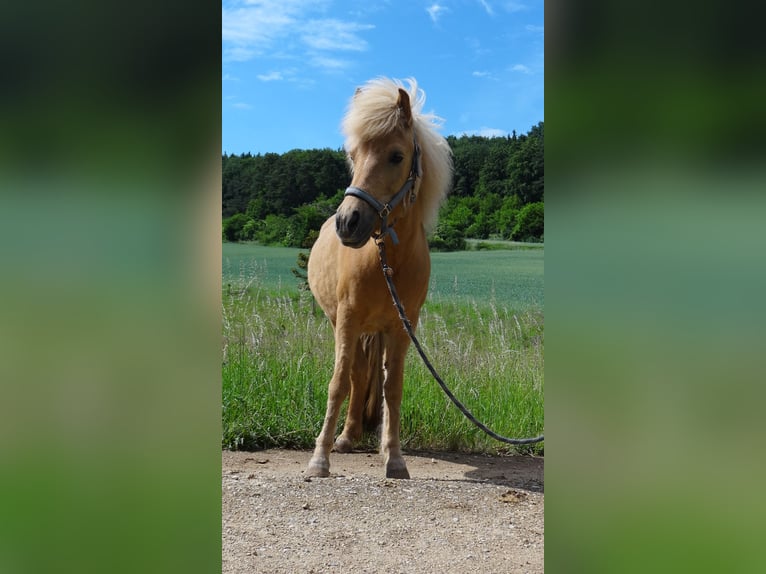 Islandpferd Stute 15 Jahre 142 cm Falbe in Alfeld