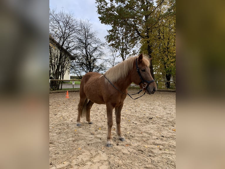 Islandpferd Stute 15 Jahre 142 cm Fuchs in Buch am Buchrain