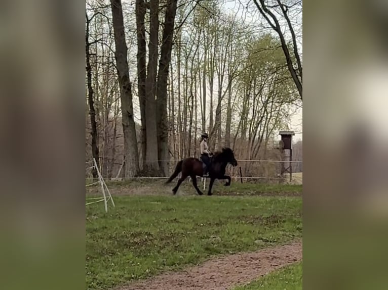 Islandpferd Stute 15 Jahre 142 cm Rappe in Neu Darchau