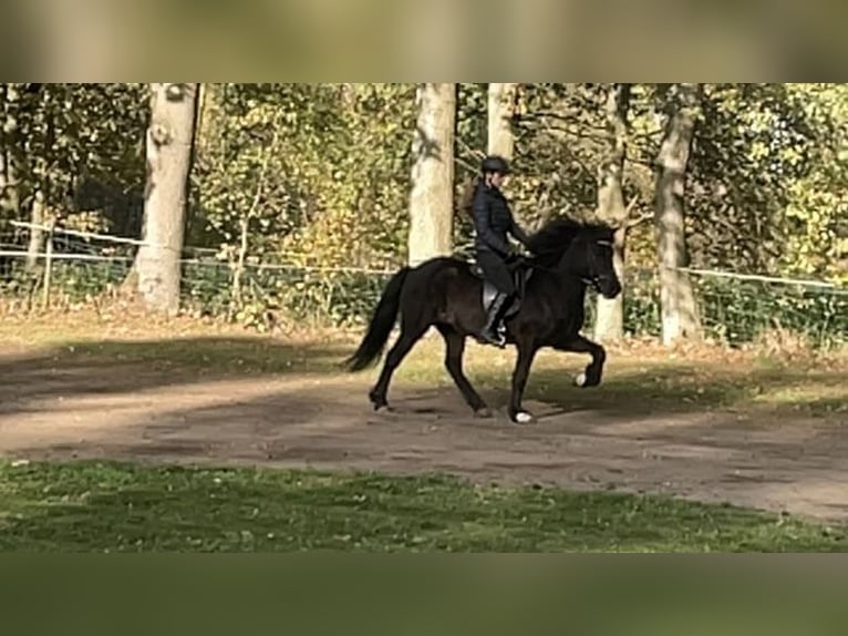 Islandpferd Stute 15 Jahre 142 cm Rappe in Neu Darchau