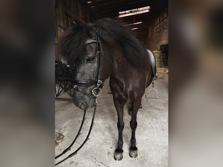 Islandpferd Stute 15 Jahre 142 cm Rappe in Neu Darchau