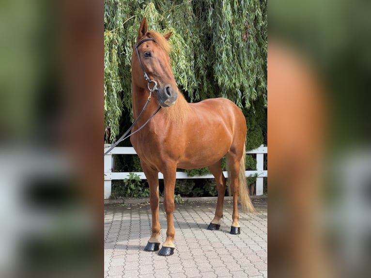 Islandpferd Stute 15 Jahre 143 cm Fuchs in Lochen am See