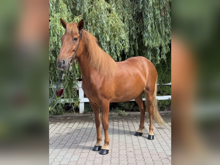 Islandpferd Stute 15 Jahre 143 cm Fuchs in Lochen am See