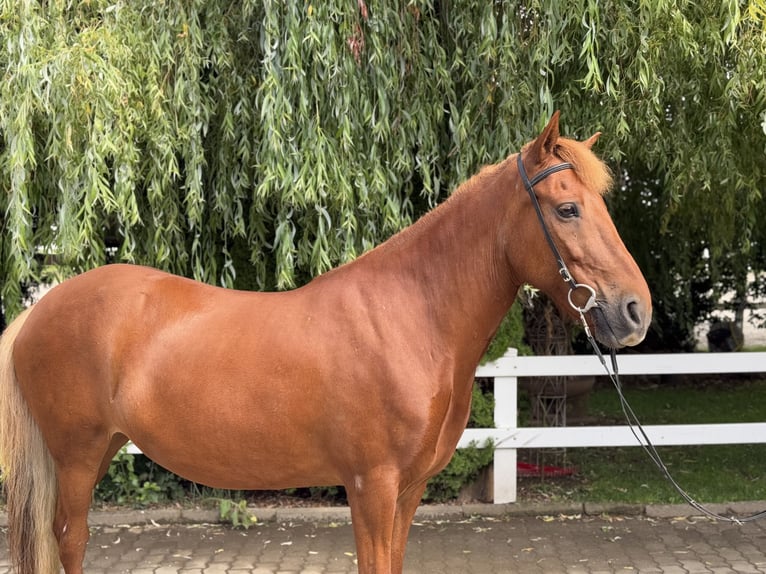 Islandpferd Stute 15 Jahre 143 cm Fuchs in Lochen am See
