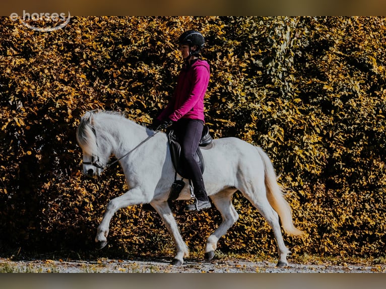 Islandpferd Stute 15 Jahre 143 cm Schimmel in Taufkirchen/Trattnach