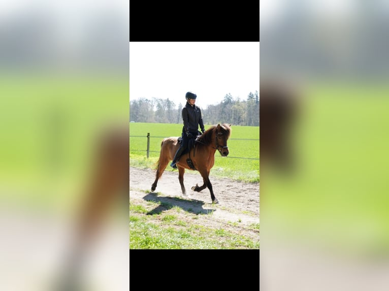Islandpferd Stute 15 Jahre in D&#xF6;rflingen