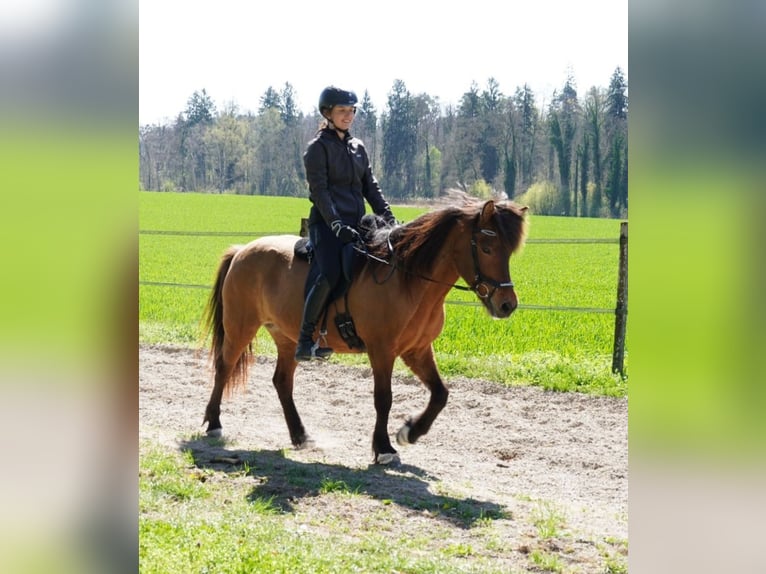 Islandpferd Stute 15 Jahre in D&#xF6;rflingen