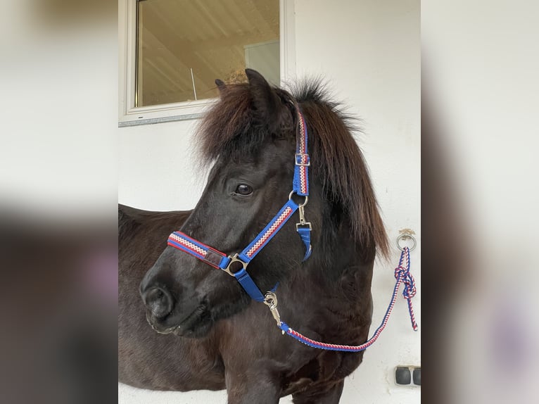 Islandpferd Stute 15 Jahre Rappe in St. Stefan im Rosental