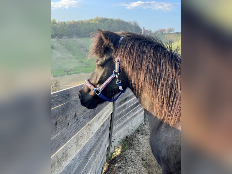 Islandpferd Stute 15 Jahre Rappe in St. Stefan im Rosental