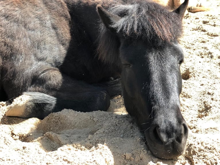 Islandpferd Stute 16 Jahre 131 cm Rappe in Kirchn&#xFC;chel
