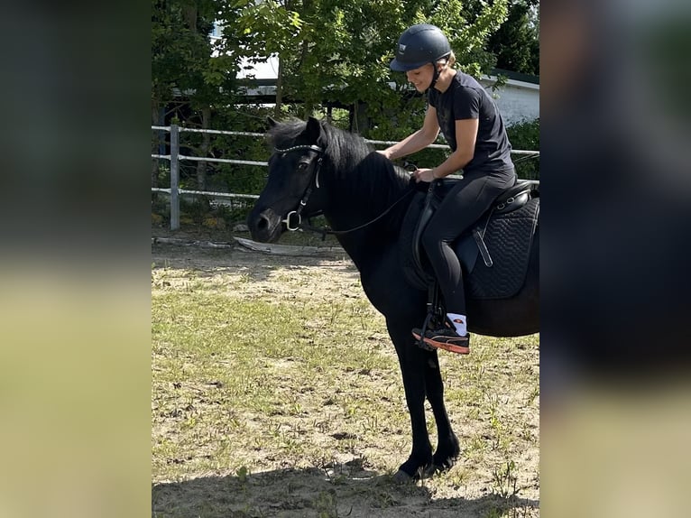 Islandpferd Stute 16 Jahre 131 cm Rappe in Kirchn&#xFC;chel