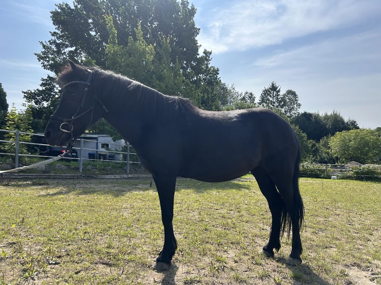 Islandpferd Stute 16 Jahre 131 cm Rappe in Kirchn&#xFC;chel