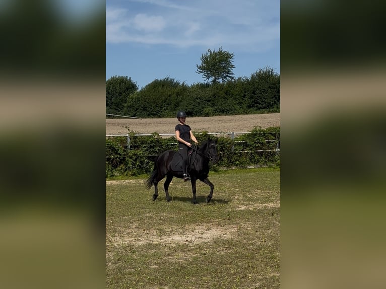 Islandpferd Stute 16 Jahre 131 cm Rappe in Kirchn&#xFC;chel