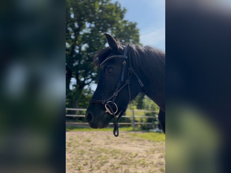 Islandpferd Stute 16 Jahre 131 cm Rappe in Kirchn&#xFC;chel